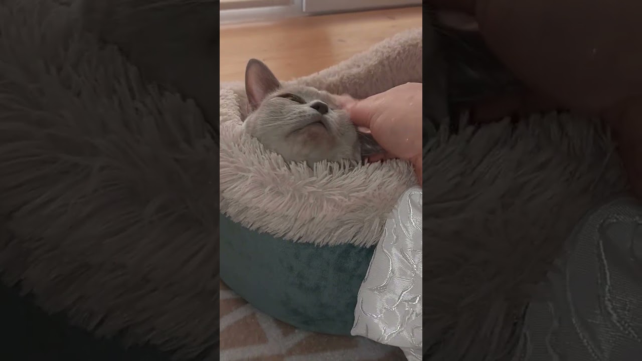 неожиданно обнаружен шпиЁн😻 #семьякотагенри #cat #kitten #бурма #прикольныекоты #видосыоткота #коты