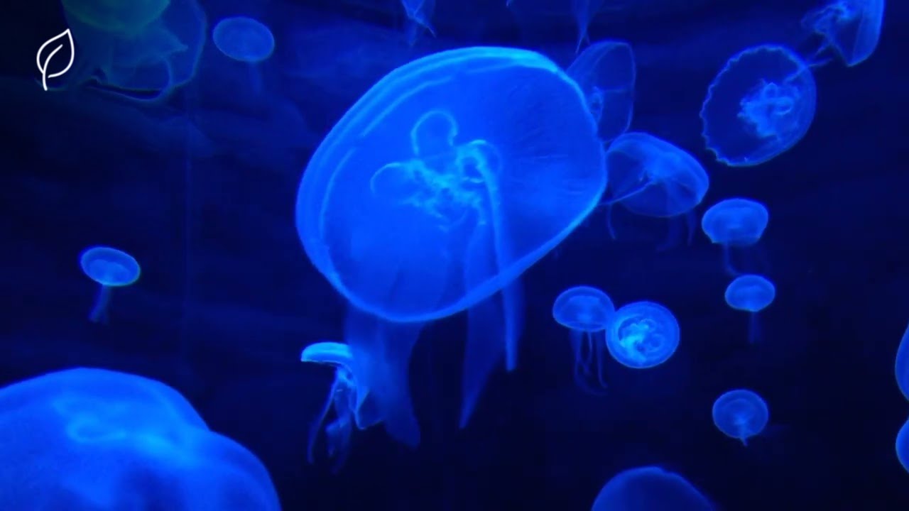 Drifting with Jellyfish — Deep Ocean Ambience for Meditation & Focus (1 Hour)