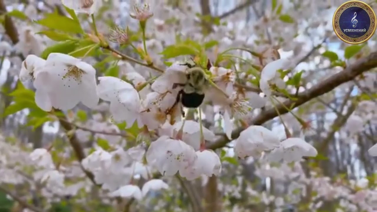 ПРОБАЧ, МАМ                             слова МИКОЛИ УСМІХНЕНОГО 