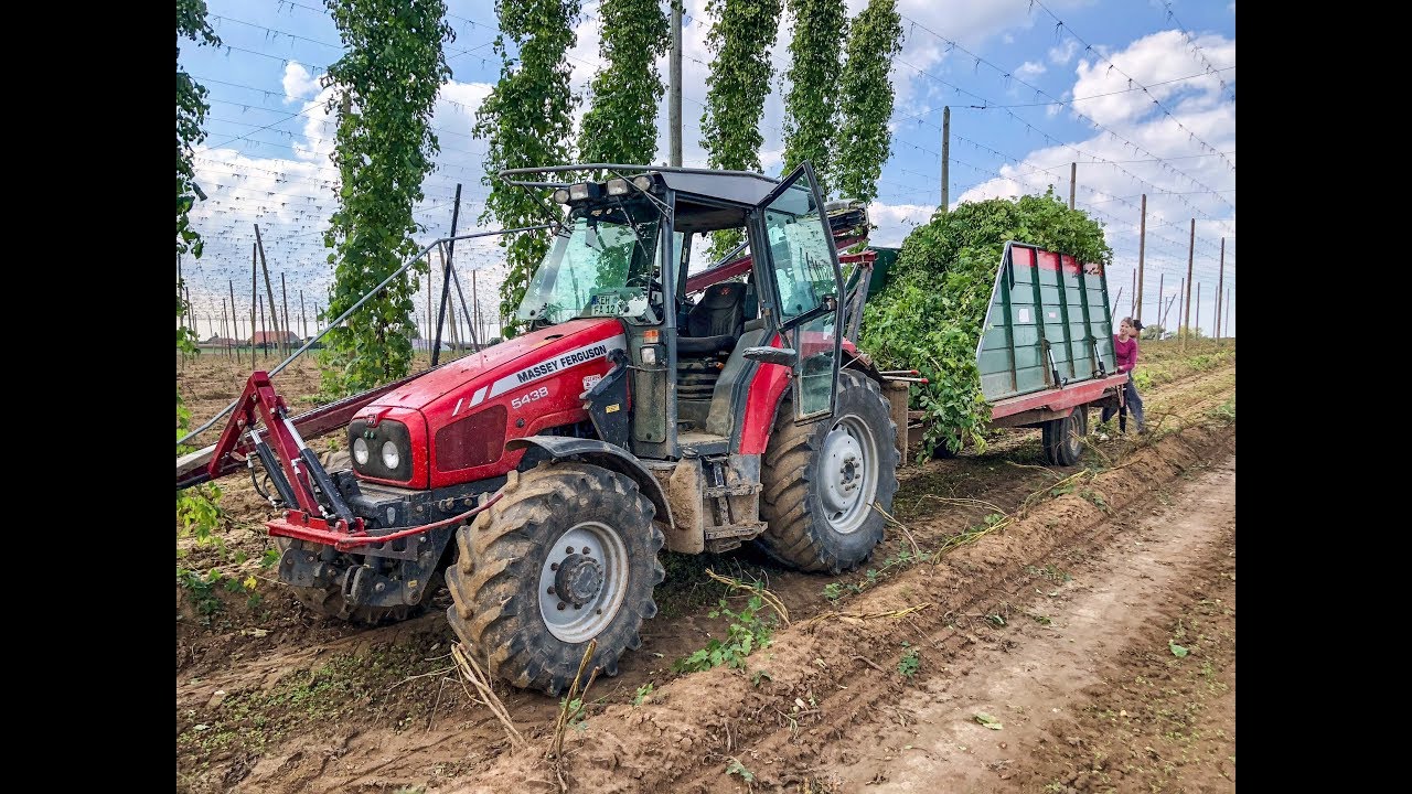 Hopfenernte 2018 | Hop Harvest | Massey Fergusson 5438 | Hop Zbiorów