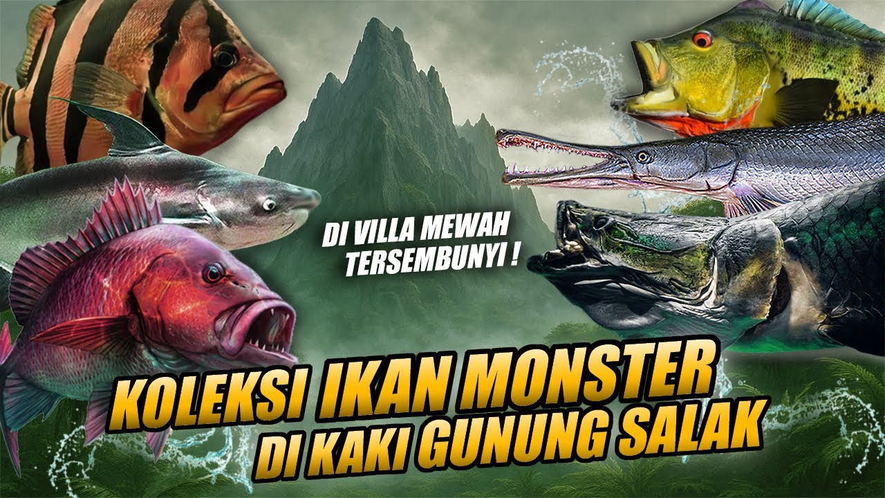 TOP MAXIMAL !! KOLEKSI IKAN PREDATOR MONSTER DI KAKI GUNUNG SALAK || ADA VILLA MEWAH HIDDEN GEM