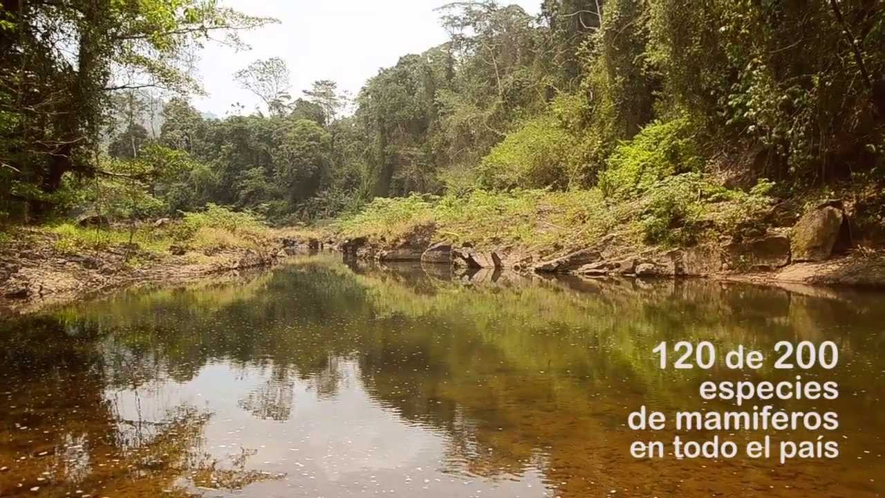 Príncipes de Paz- Amo Bosawas