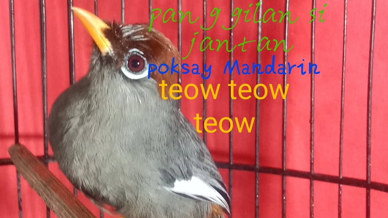 suara poksay Mandarin paling dicari