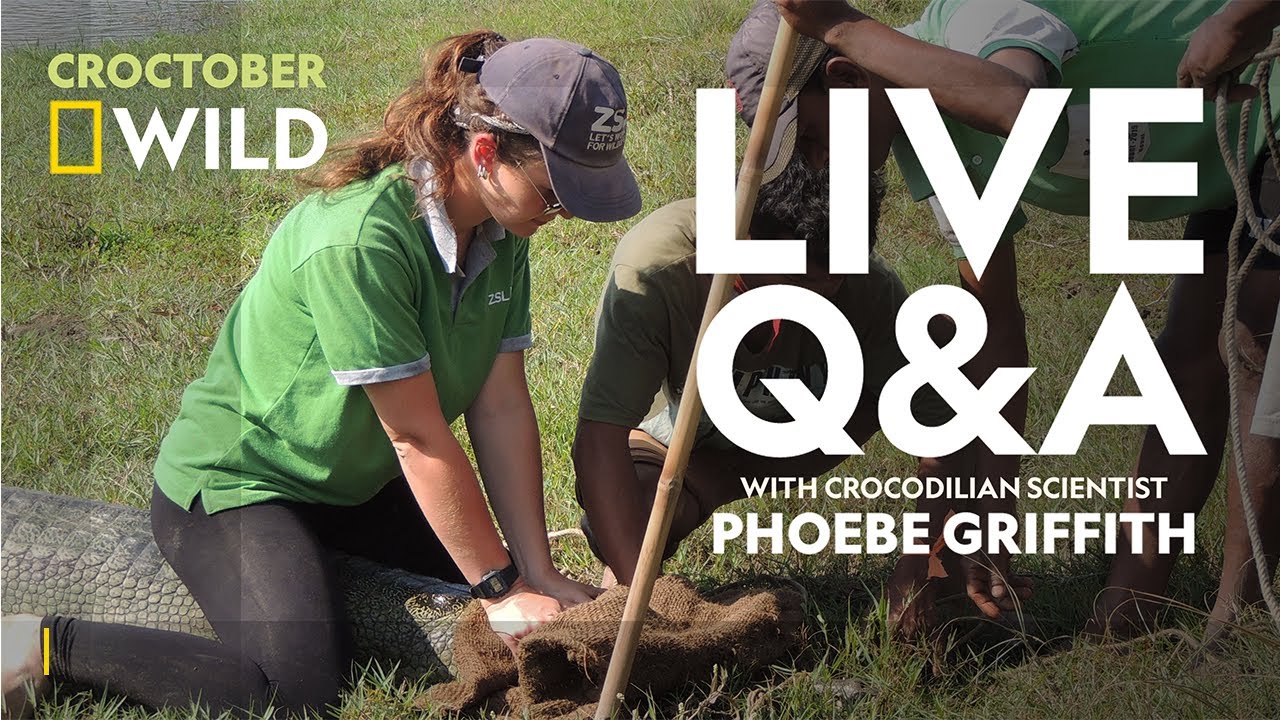 Gharials; Everything You Need To Know | Croctober Live Q&A | National Geographic Wild UK