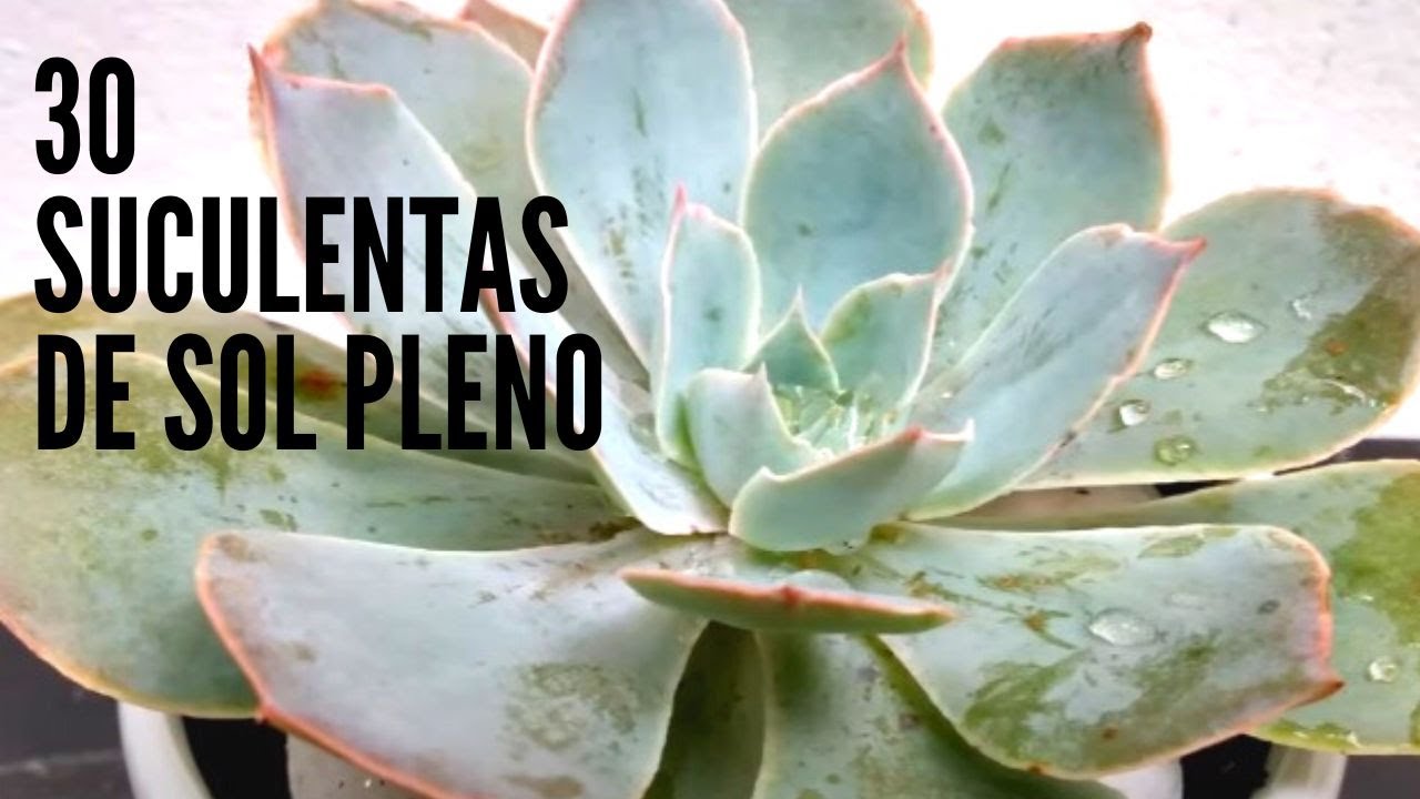30 SUCULENTAS DE SOL PLENO COM IDENTIFICAÇÃO