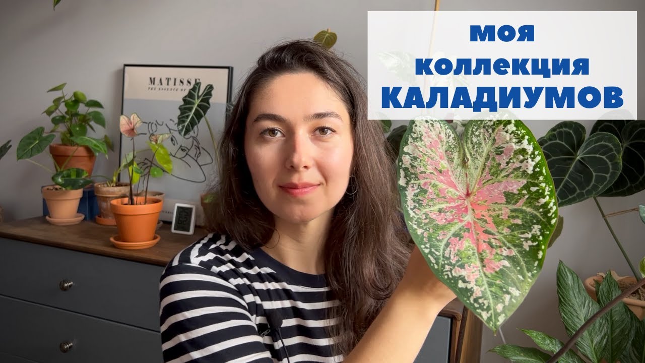 Красавчики каладиумы / Обзор коллекции каладиумов и мой уход за ними