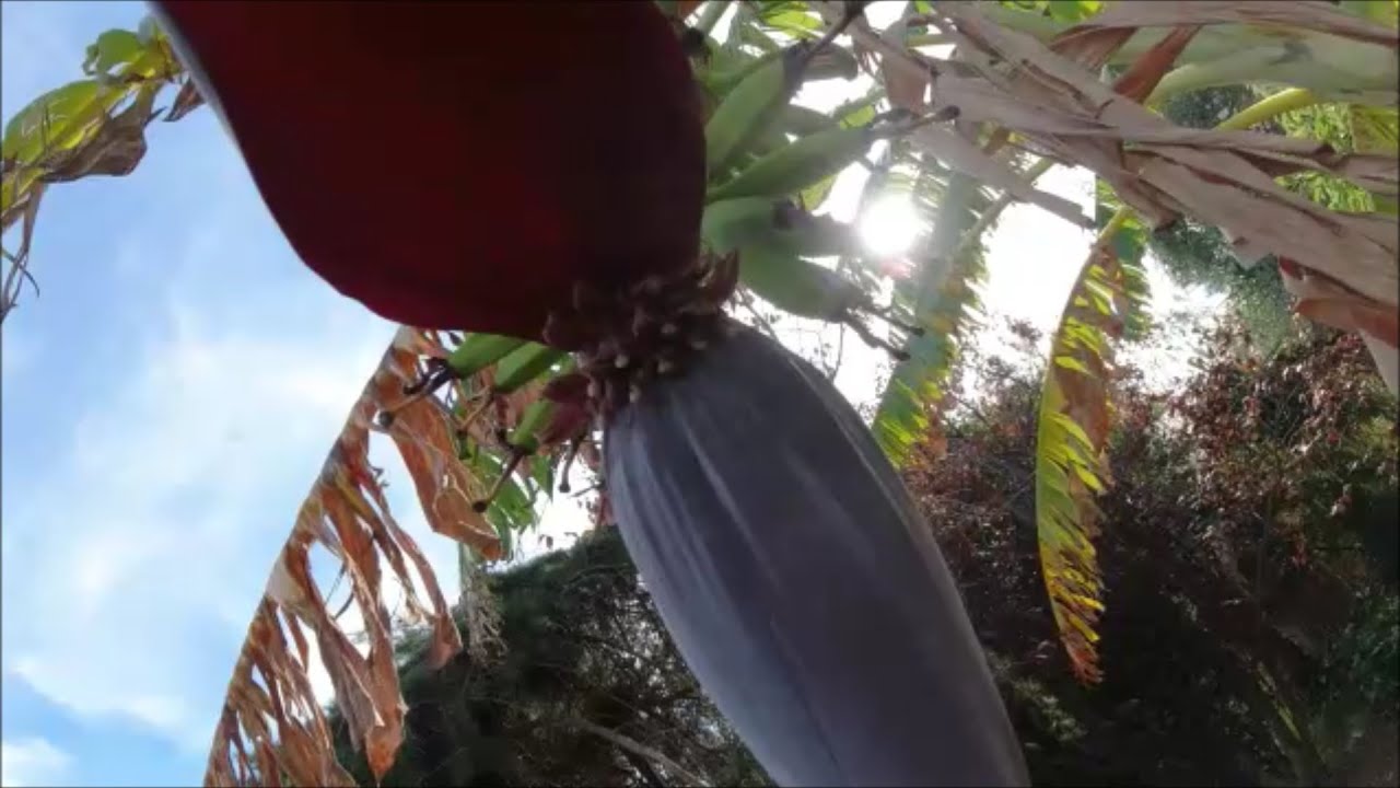 Fleur de bananier. Comment la découper et la nettoyer avant de la consommer.