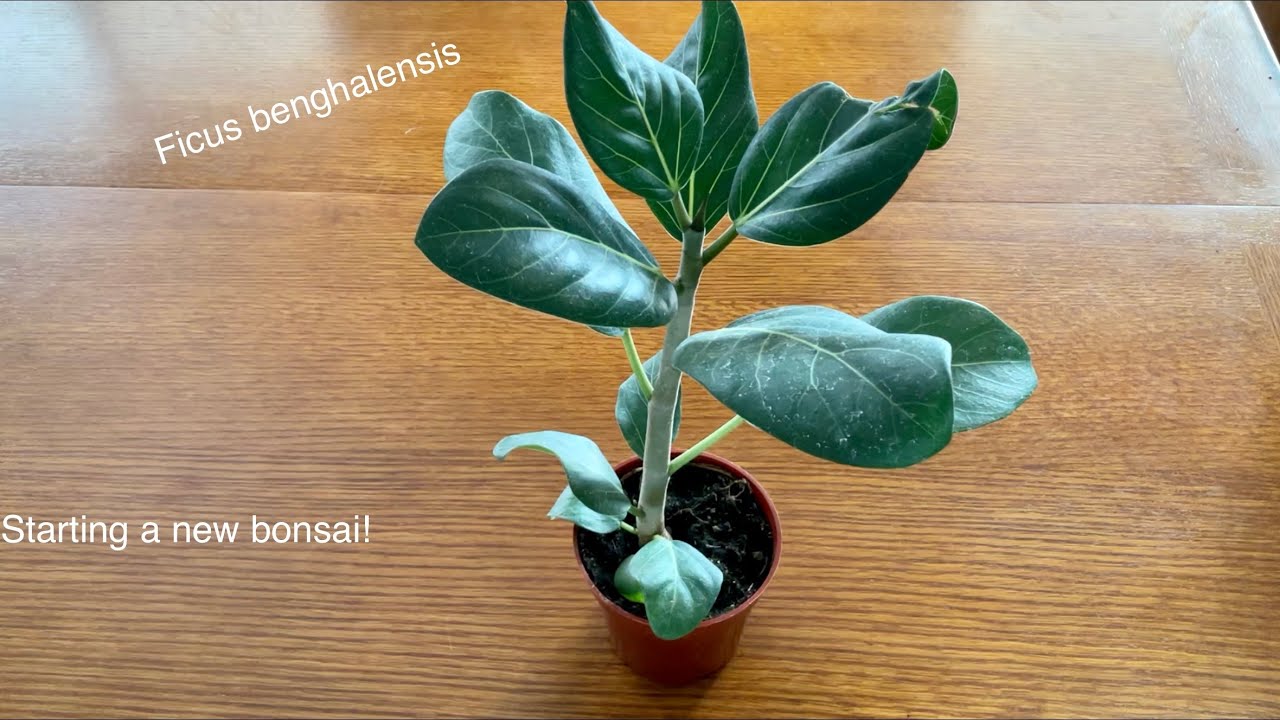 How to - Starting a New Bonsai - ficus benghalensis (February 2022)