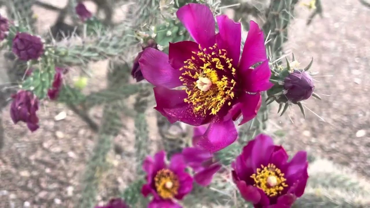 Cane Cholla With Violet Flowers - Green Valley, AZ