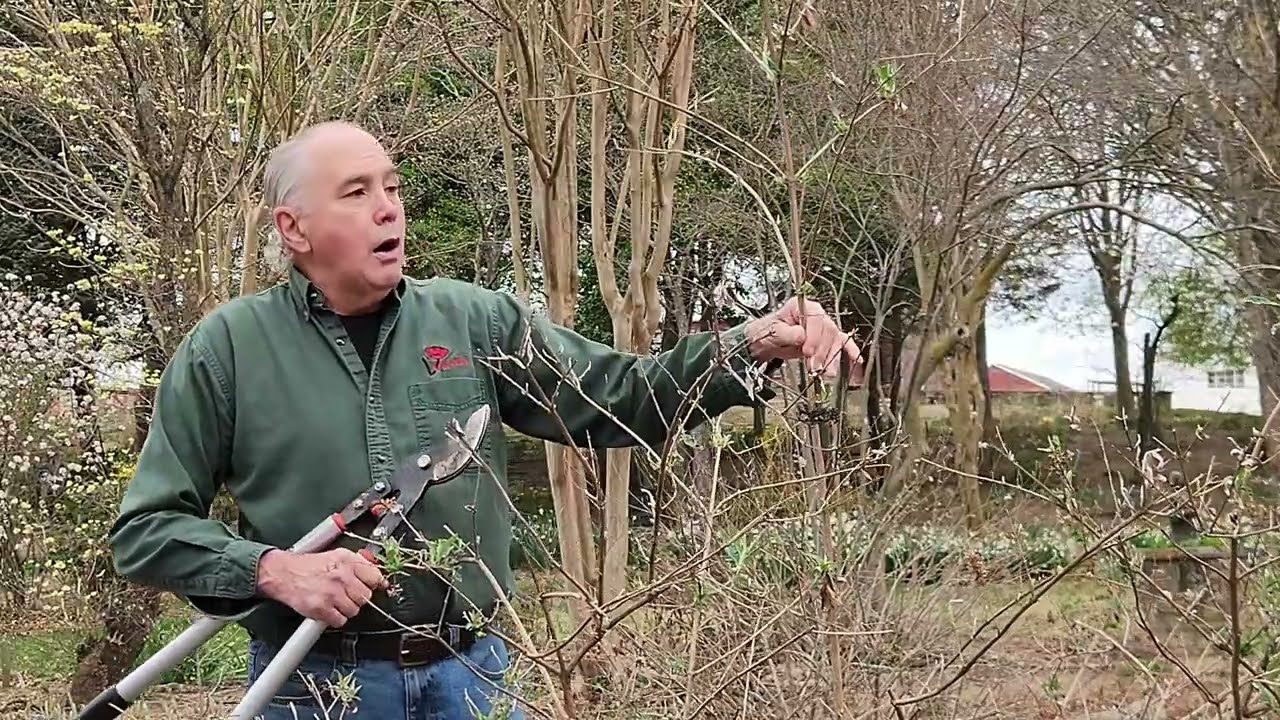 Butterfly bush pruning, how and when, excellent pollinator garden plant