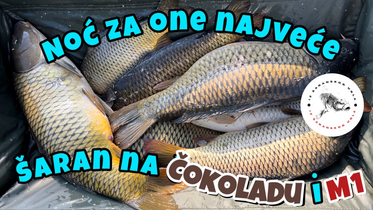 💥KAD ŠARAN NA KANALU JEDE KAO LUD OD SUMRAKA DO SVITANJA 💥