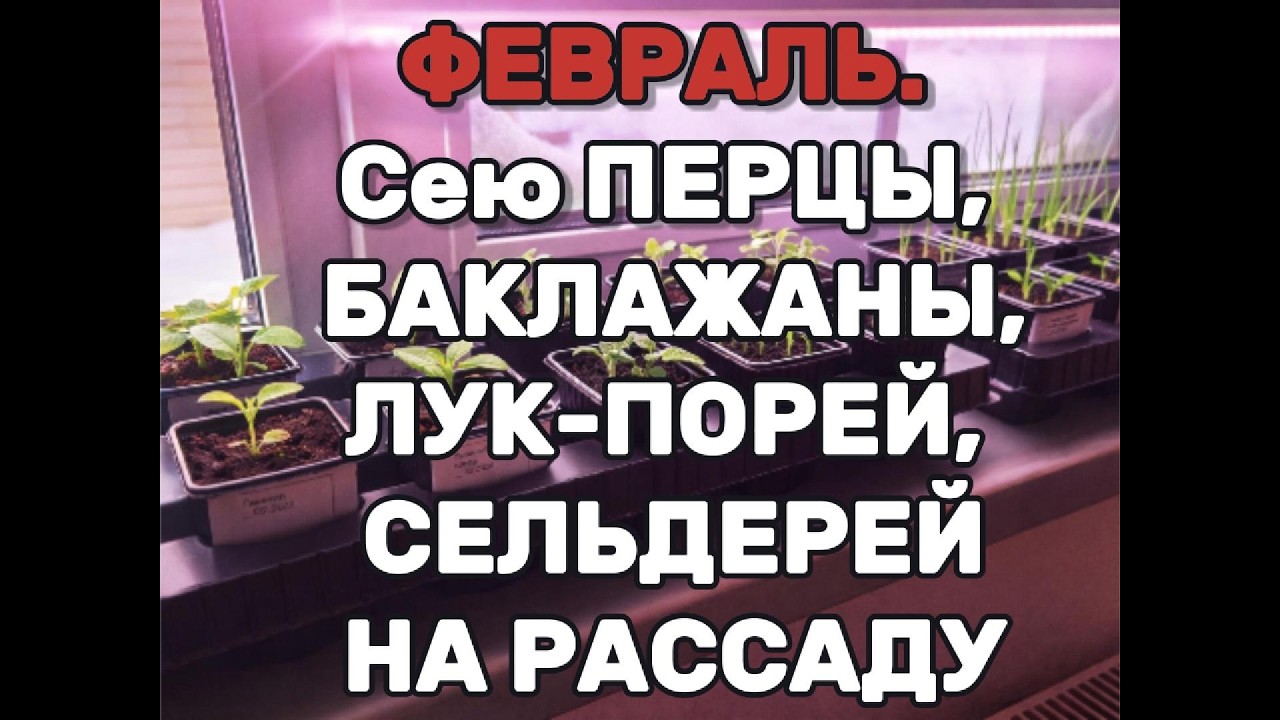 Февраль. Сею перцы, баклажаны, лук-порей, сельдерей на рассаду