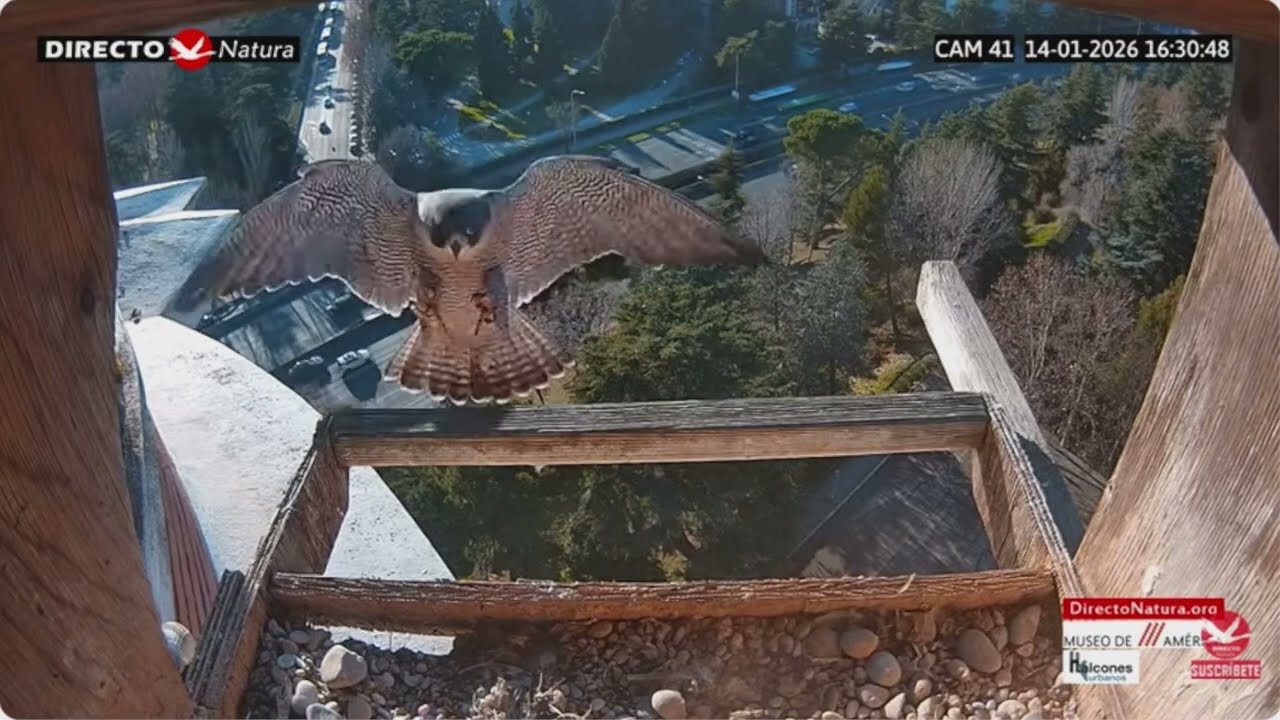 Samiec z wizytą, Sokół wędrowny (Falco peregrinus), Muzeum Ameryki, Madryt, Hiszpania, 14.01.2026