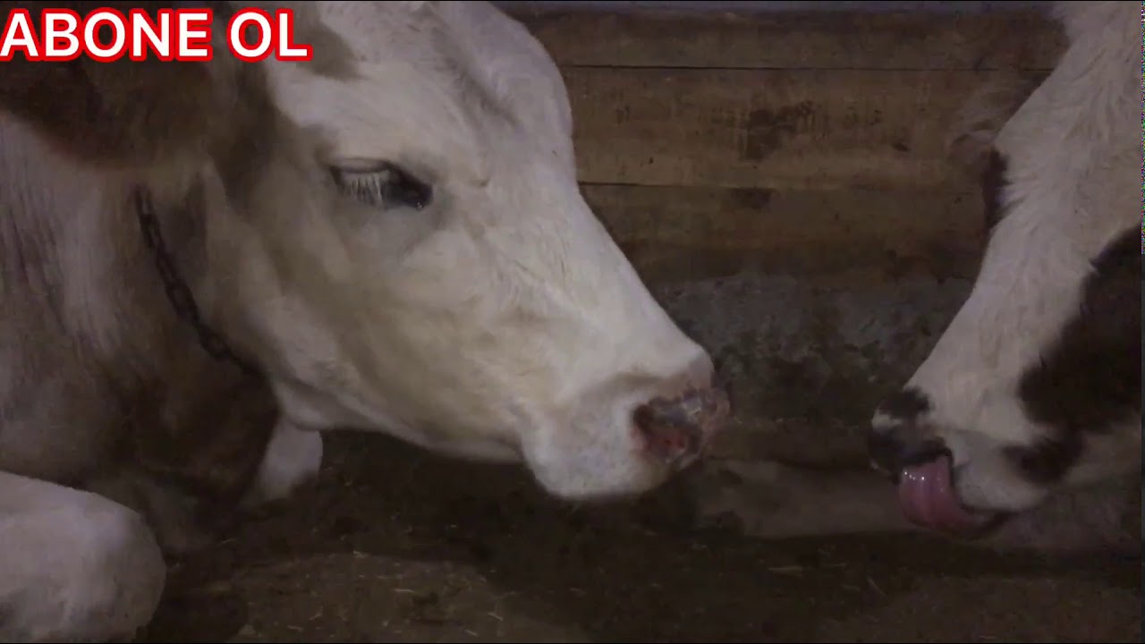 İneklerin yatması(ineğin gözü kör oldu)