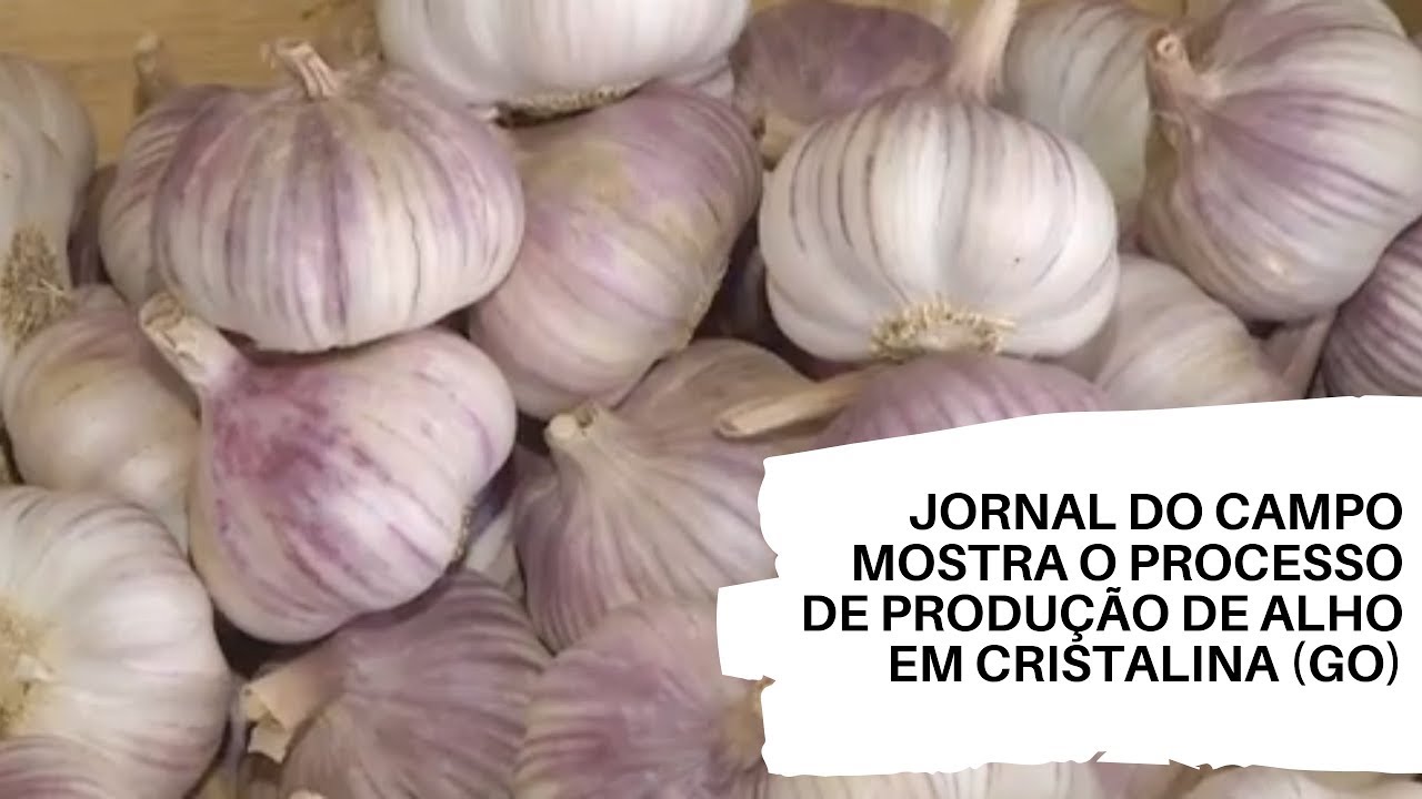 Jornal do Campo mostra o processo de produção de alho em Cristalina (GO).