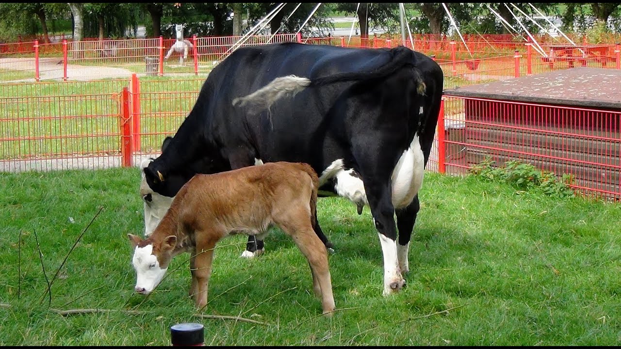 Kinderboerderij de Trotse Pauw 08 - Blaarkopkalfje geboren / Spijkenisse 2014