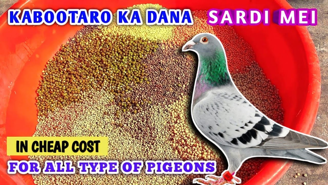 Pigeon Food In Winter - In Cheap Cost | Kabootar Ke Liye Sardion Ka Dana