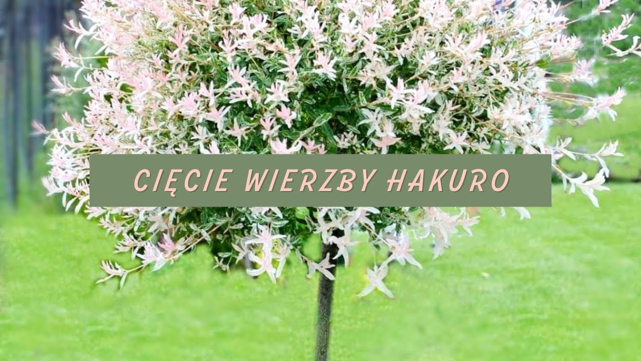 Jak przycinać Wierzbę Hakuro-Nishiki (Wierzba Japońska/Całolistna)