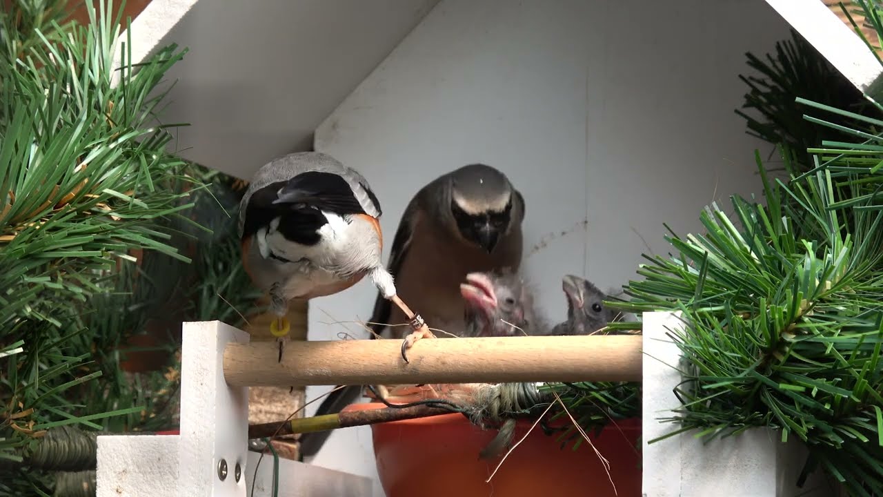 10 days after picking - Masker Goudvink - Phyrulla Erytaca -