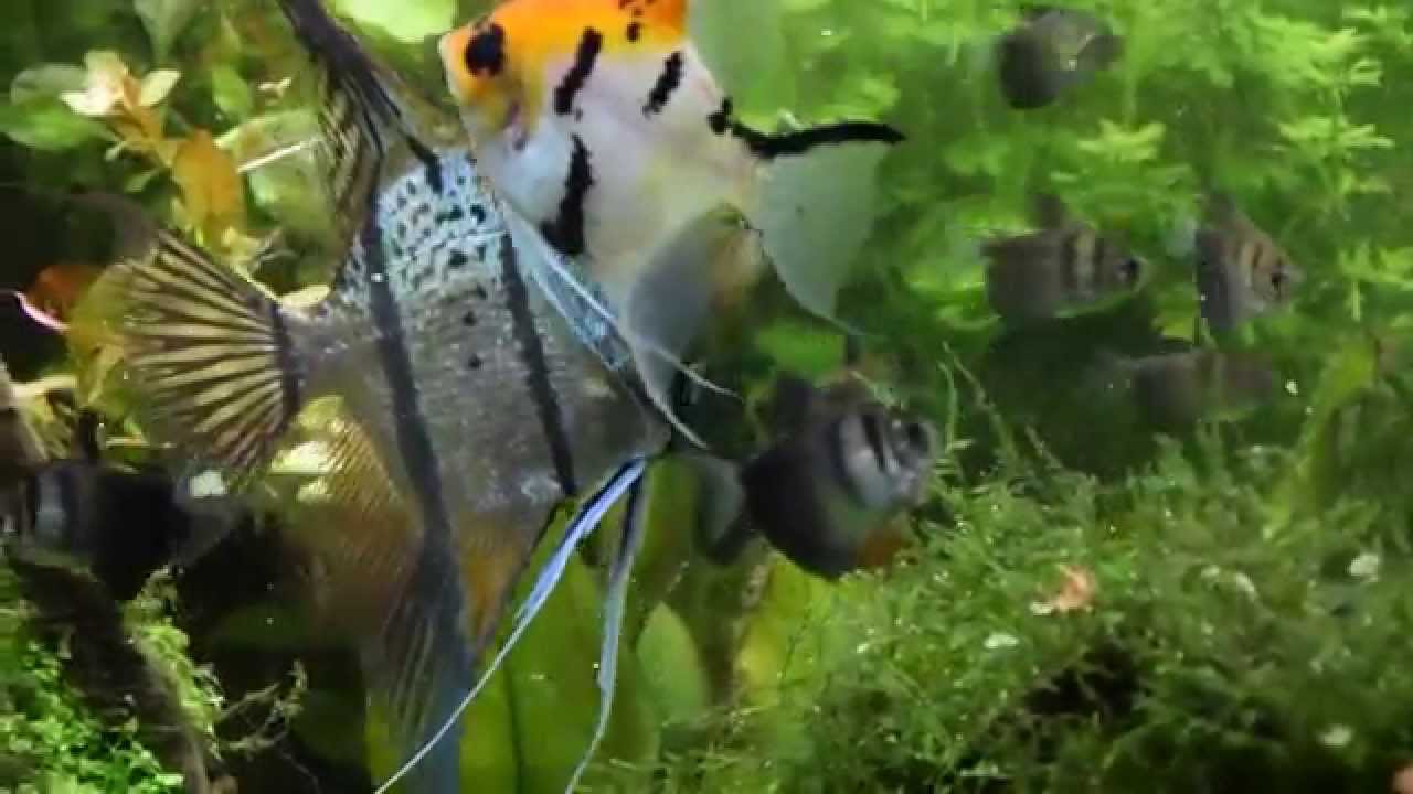 Skaalre am füttern . Pora na jedzenie.