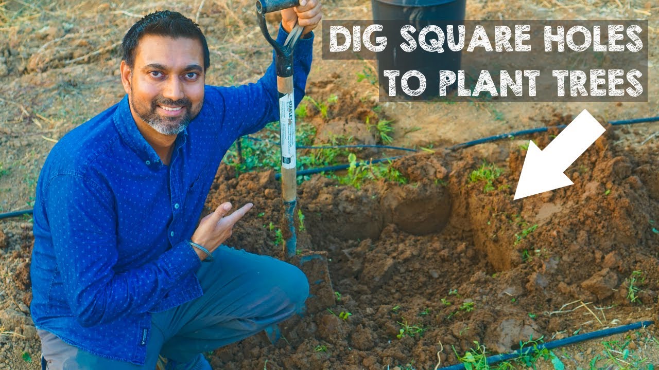 Dig Square Holes to Plant Trees and THIS HAPPENS