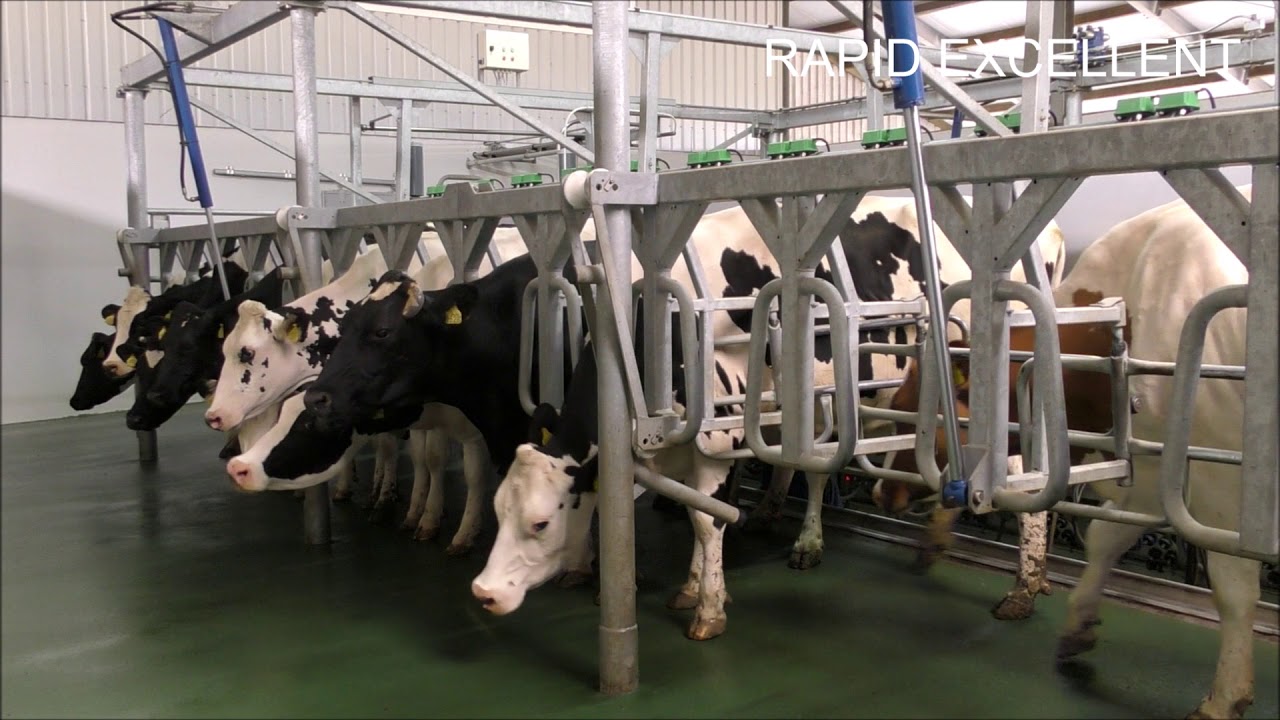 Rapid Excellent - Rapid Exit Milking parlor - Rapid Exit Kuhmelkstand - Van Dinther BV