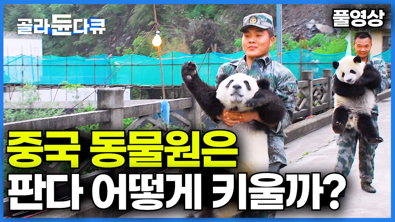 [풀영상] 모든 판다가 되돌아가는 곳. 중국 동물원 판다는 어떻게 지낼까?│팬더 본고장 중국 동물원의 모든 것│다큐프라임│#골라듄다큐