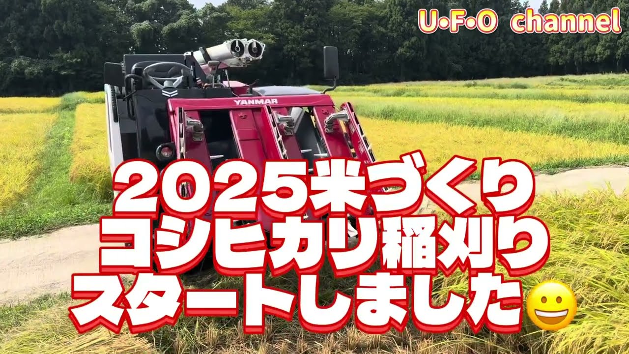 【2025米づくり】コシヒカリ稲刈りスタートしました😀 