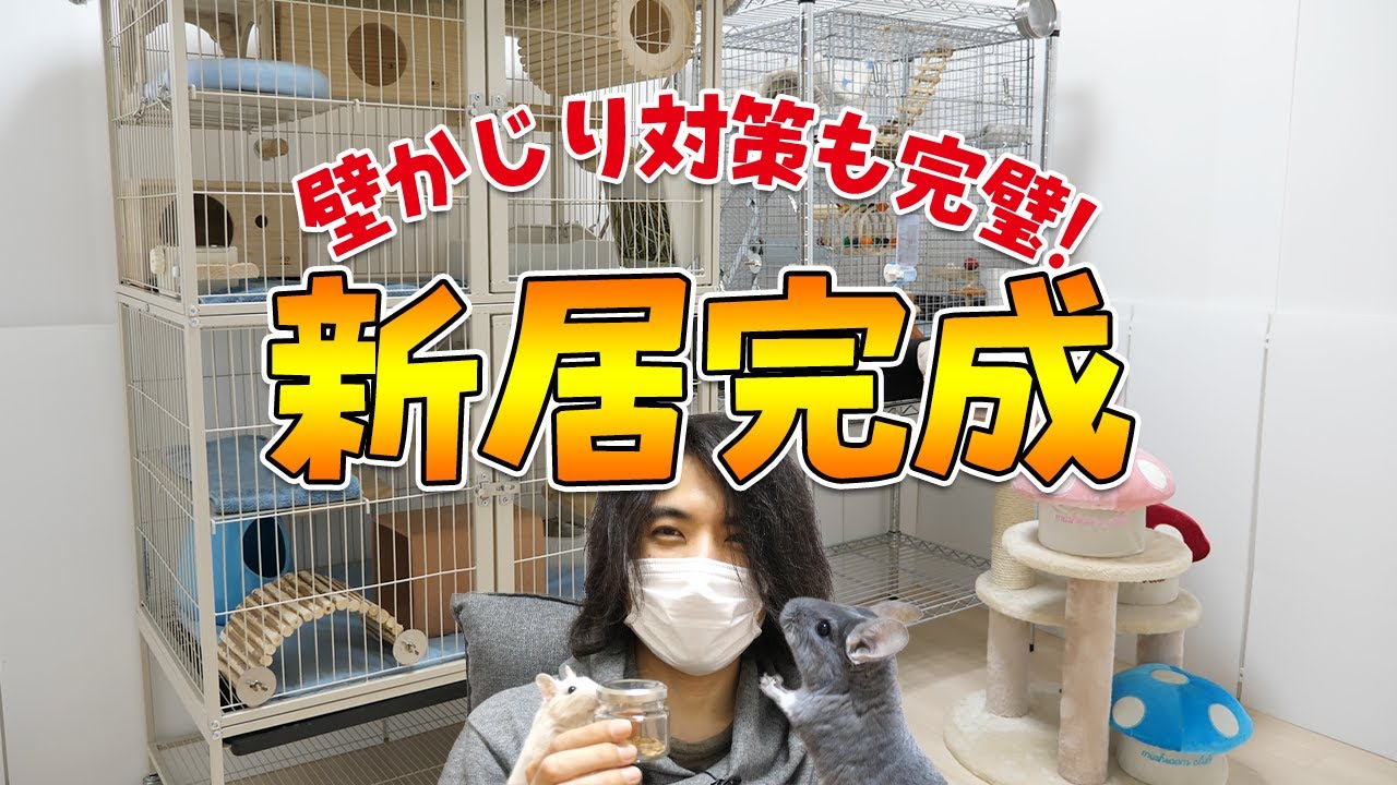 【新居完成】最強の壁かじり対策！安全に遊べるチンチラとデグーの専用部屋ついに完成！