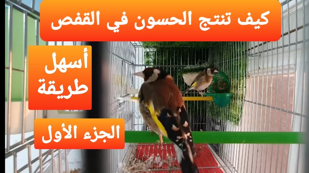#سامي_محيوس الجزء الأول  يشرح طريقته لإنتاج الحسون في القفص مضمونة بإذن لله 100% بتفاصيلها مشاء لله