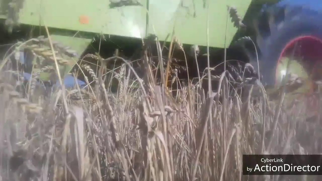 Claas compact 30 w akcji żniwa u Pana Jarka ursusc360