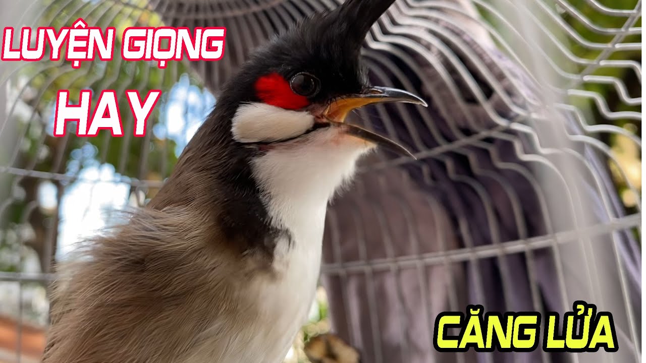 Luyện Giọng Chào Mào Giọng Hay – Dễ Học | Chim Nghe Là Hót, Căng Lửa 🔥