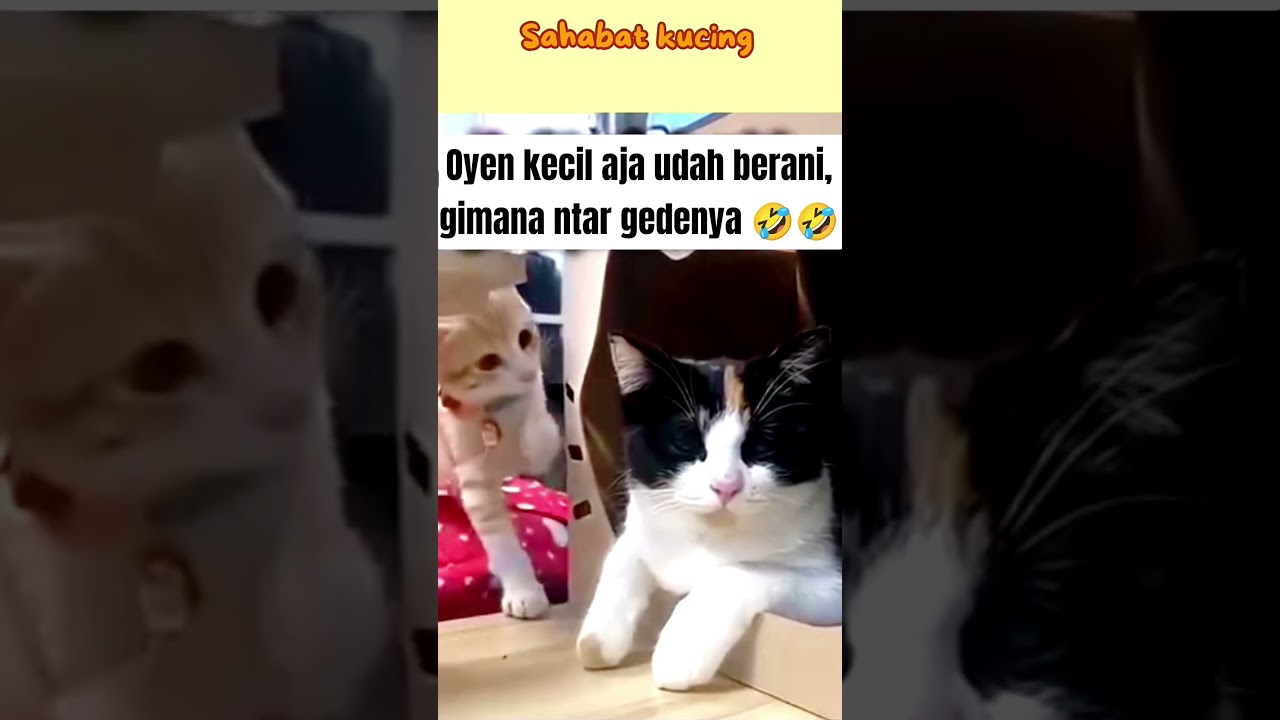 Kelakuan oyen emang random #kucing #lucu #imut #cat #shorts