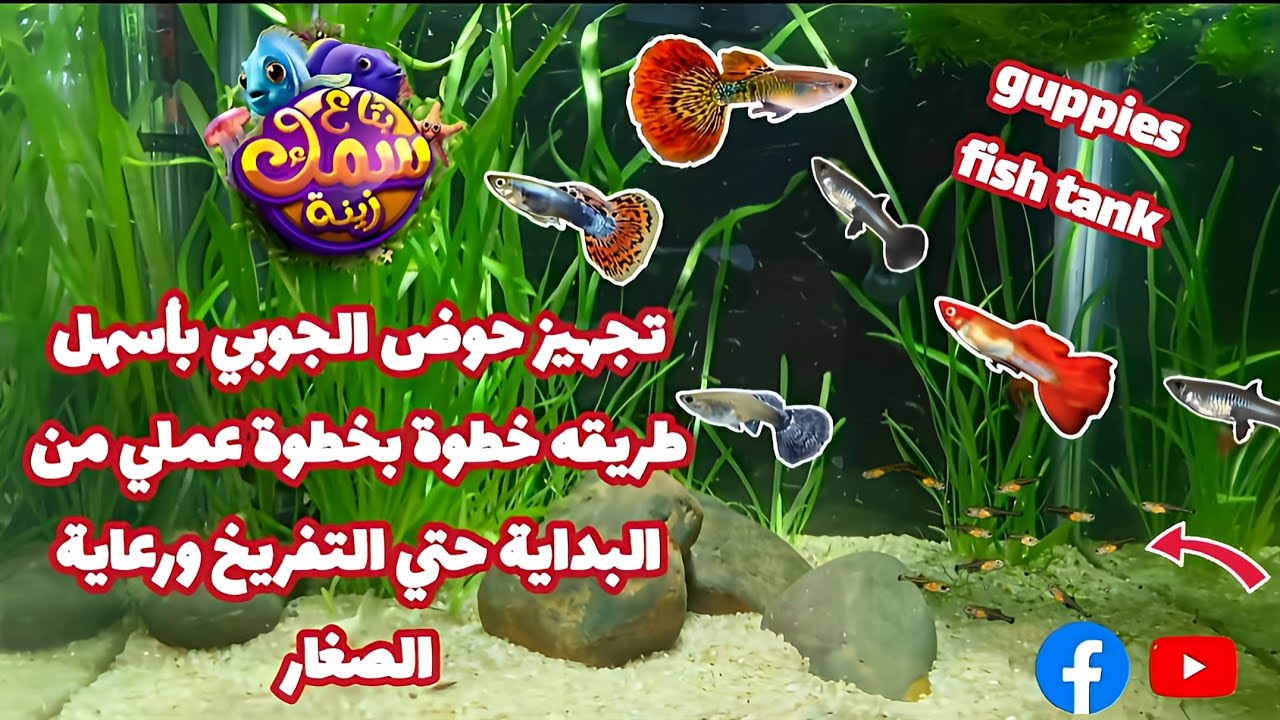 اسماك الجوبي خطوه بخطوه من البداية حتي التفريخ ورعاية الصغار