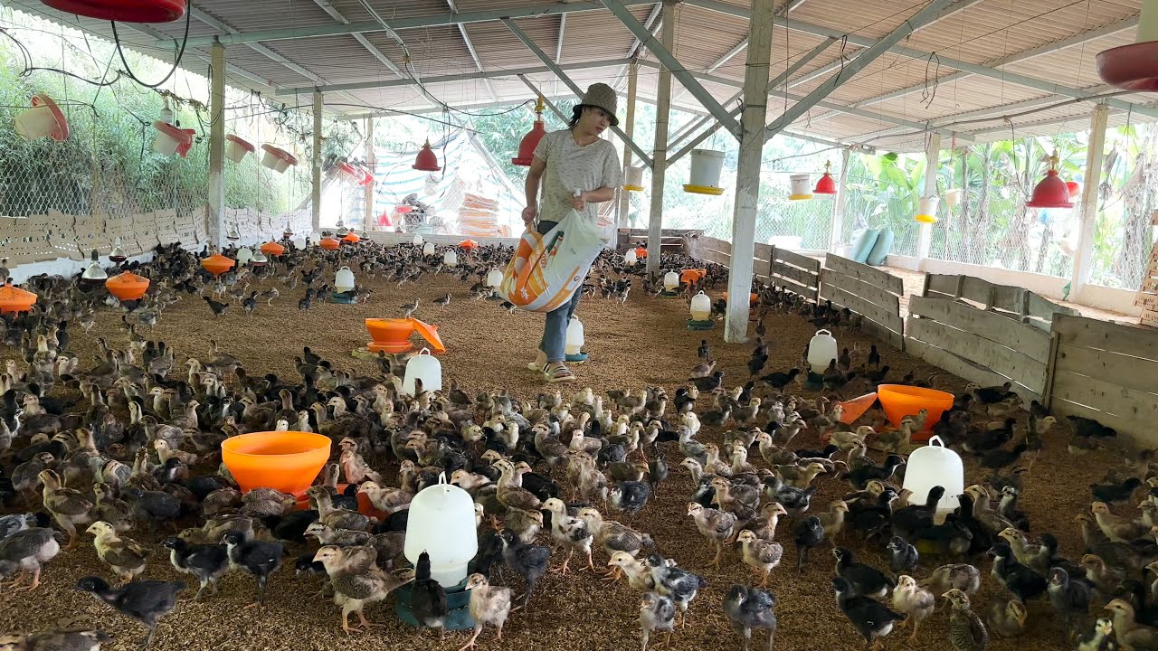 How to raise 15 day old chicks. Disease prevention, care, secrets to successful chicken raising