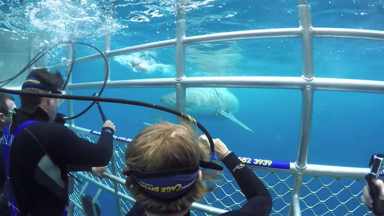 3 Great White Sharks in the same frame! Shark Cage Diving Port Lincoln