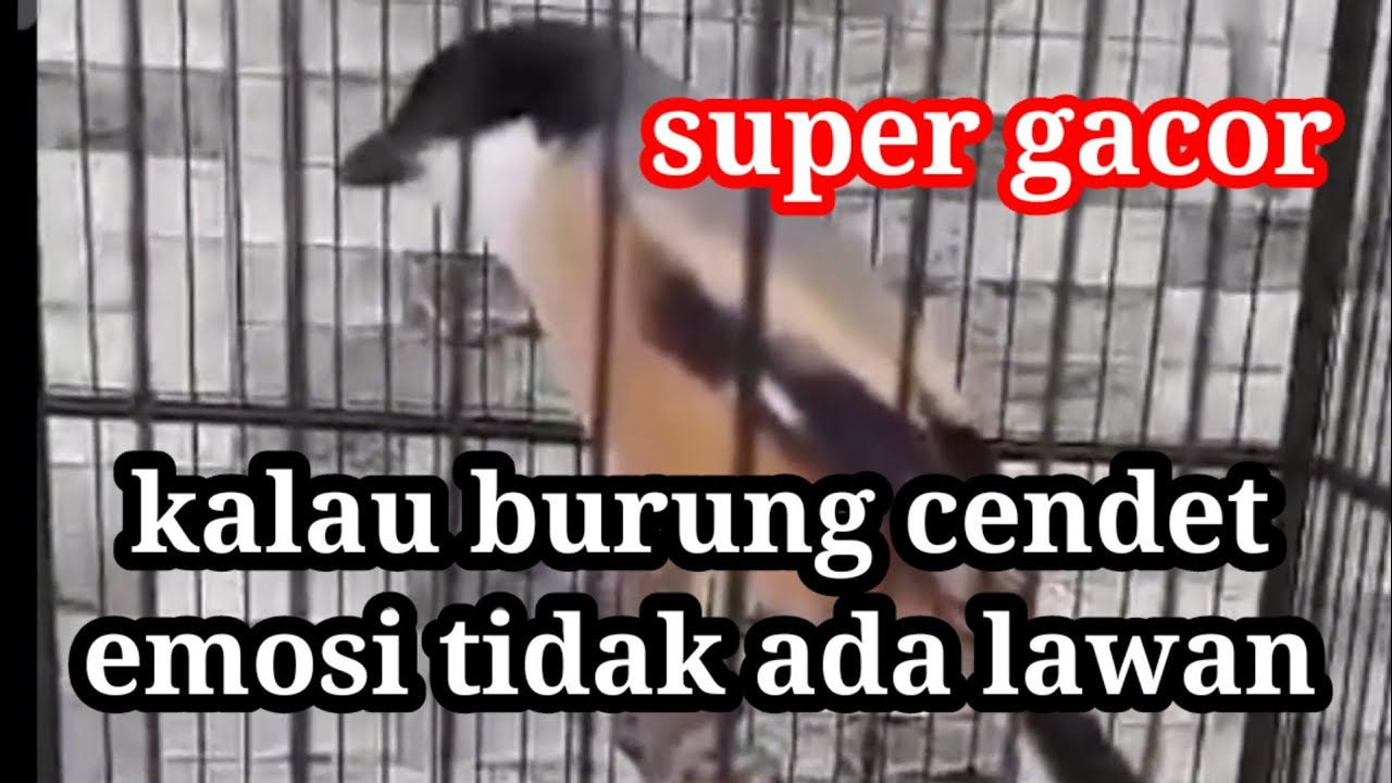 burung cendet gacor bongkar isian tembakan ngeretek retek