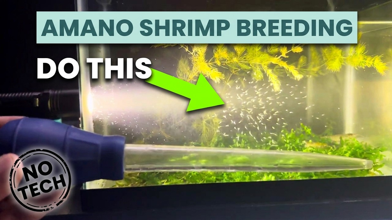 Amano Shrimp Breeding (NO TECH) - Beginners Guide to Moving Larvae