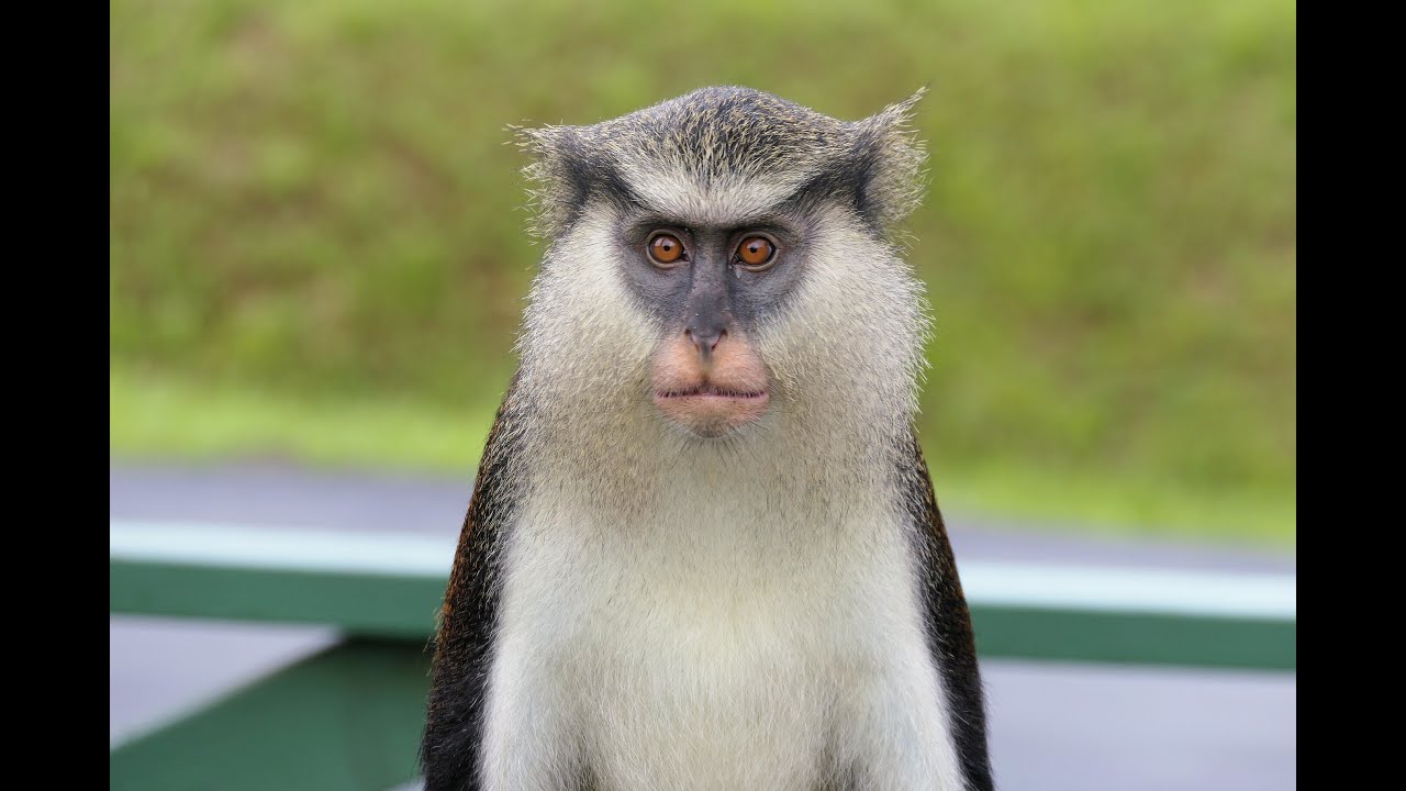 Mona Monkeys  | Does Monkeys make good PETS? #wildlife #monkey #nature