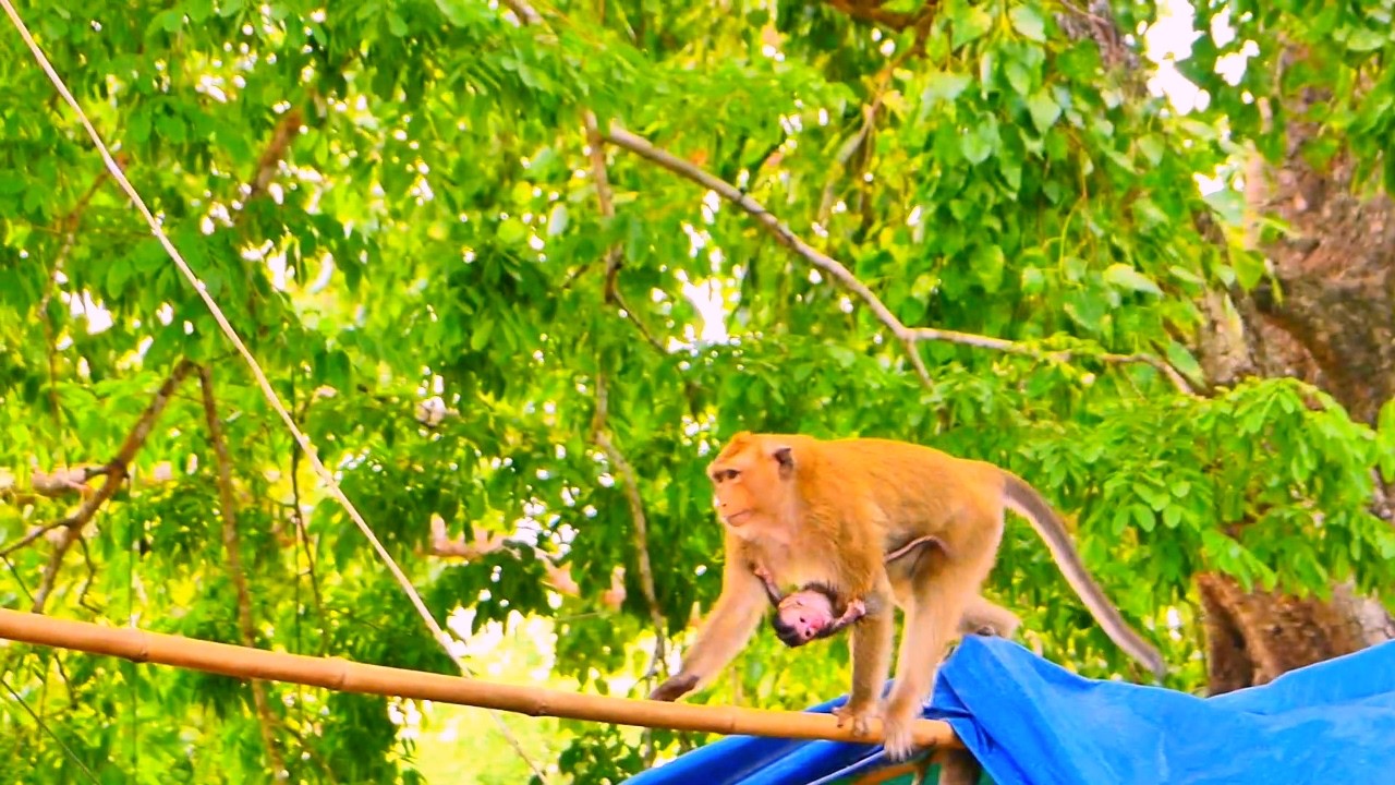 Oh God! Jenny the monkey is walking on top without carrying her baby.