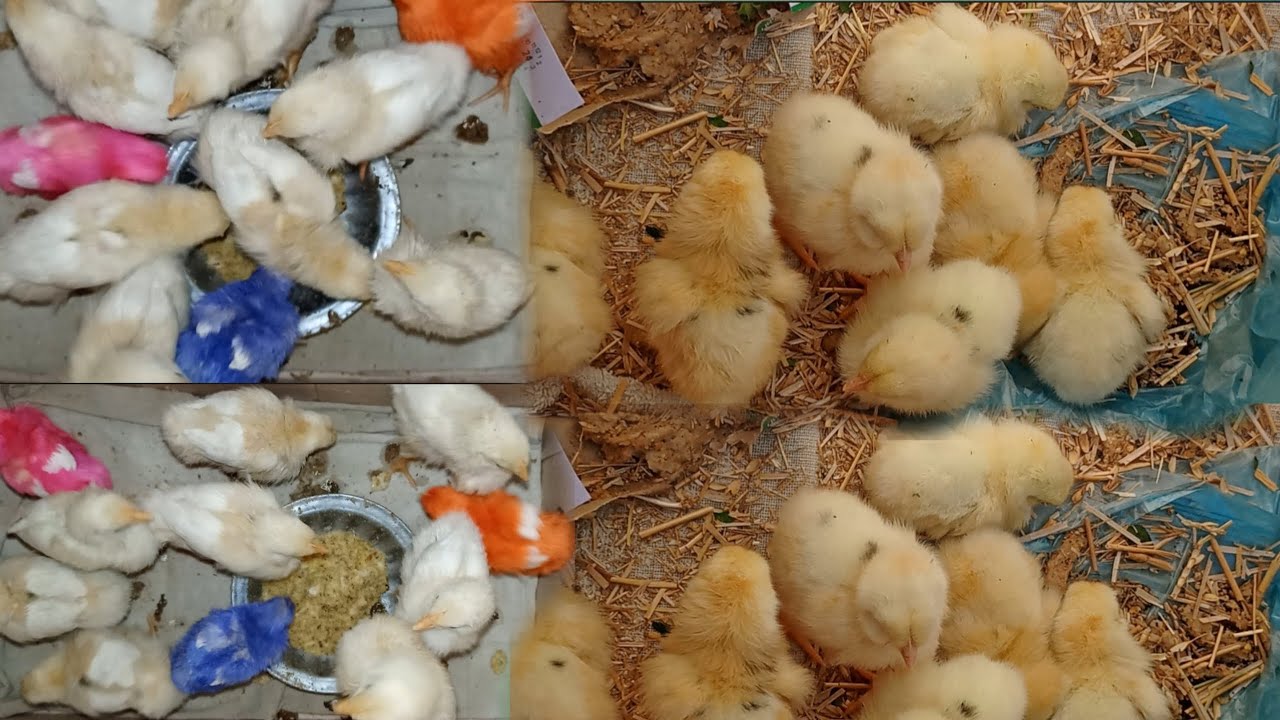Beautiful chicks 🐤🐥
