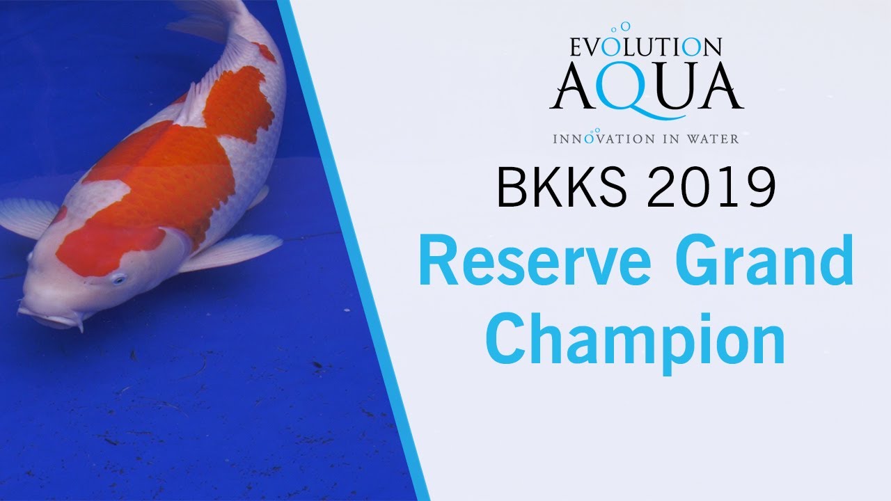 Reserve Grand Champion Koi Carp - BKKS National 2019