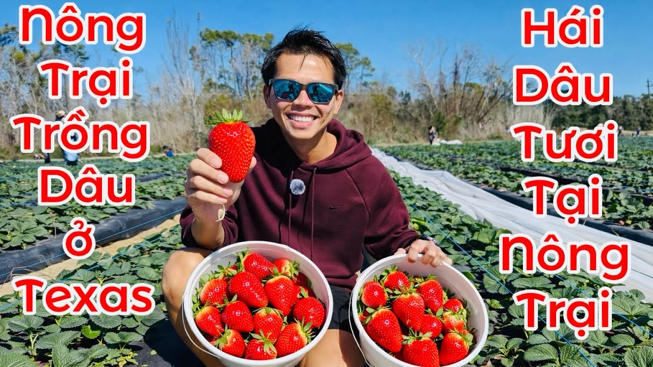 Cuộc Sống Mỹ | Hái Dâu Tươi tại Nông Trại ở Texas | Dâu Dòn, Chua, Ngọt Rất Ngon 