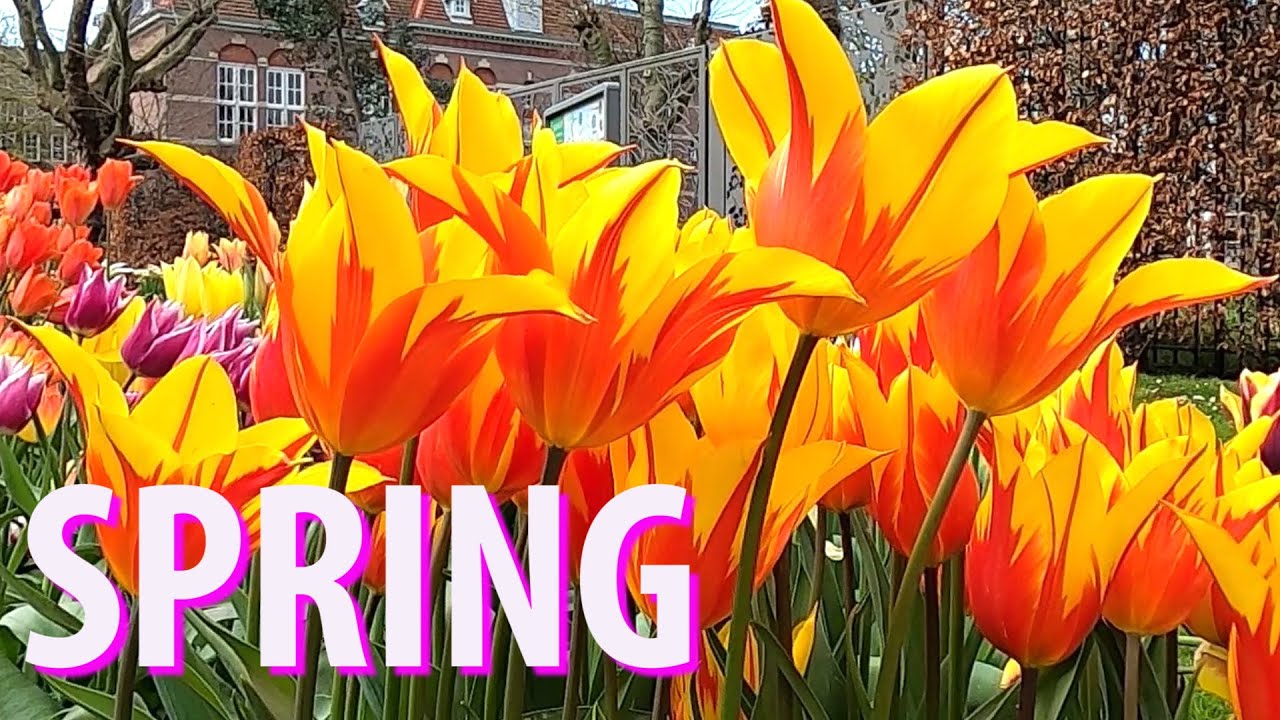 Top Things to Do in Amsterdam in Spring