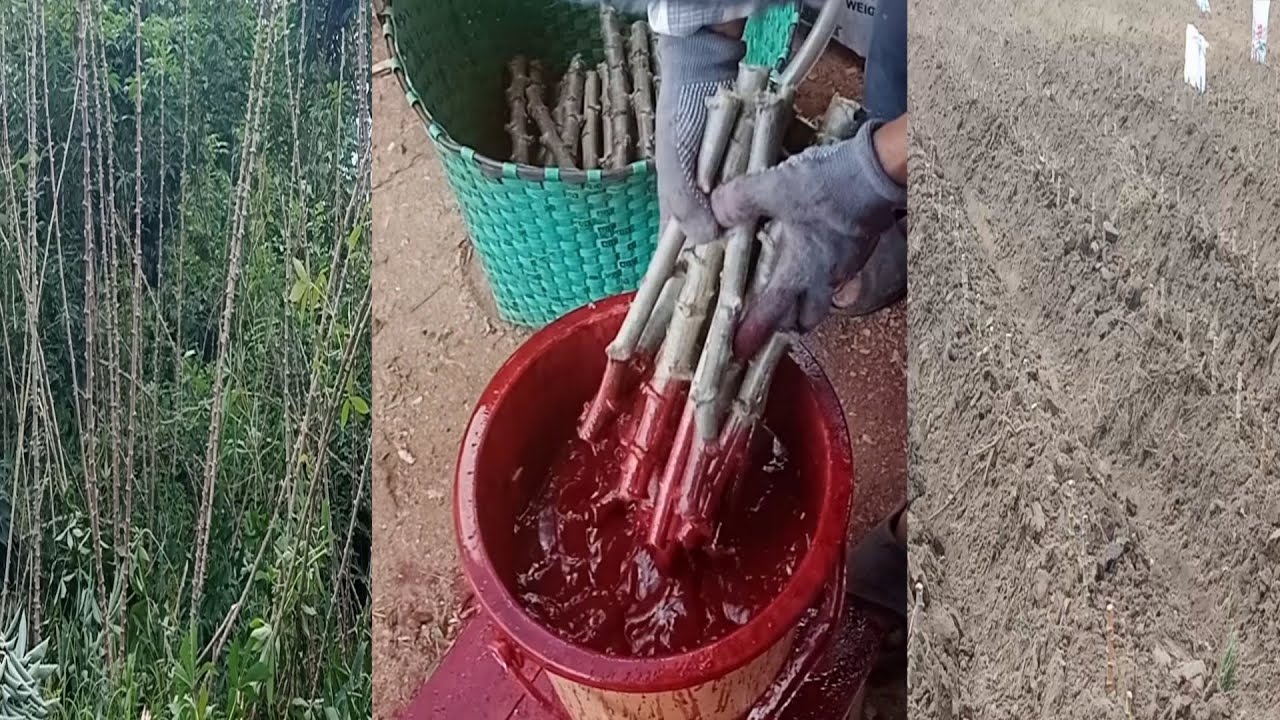 Planting Cassava in proviince of Thailand/ Farming Cassava in Thailand