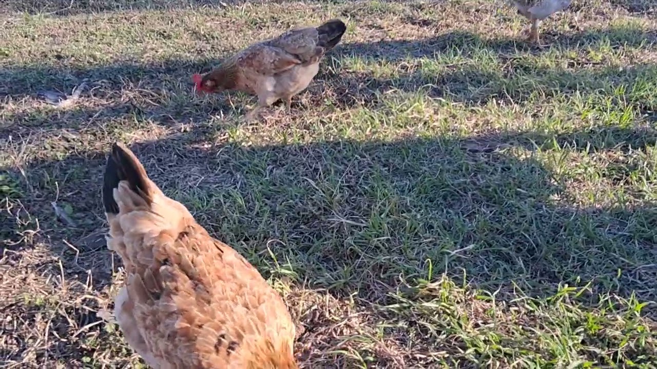 GALLINA CRIOLLA 