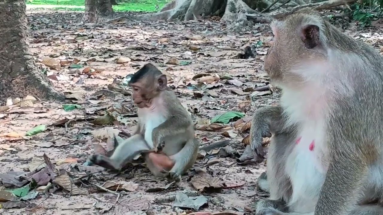 Viral Monkey Moment: You’ve Never Seen Anything Like This Before!