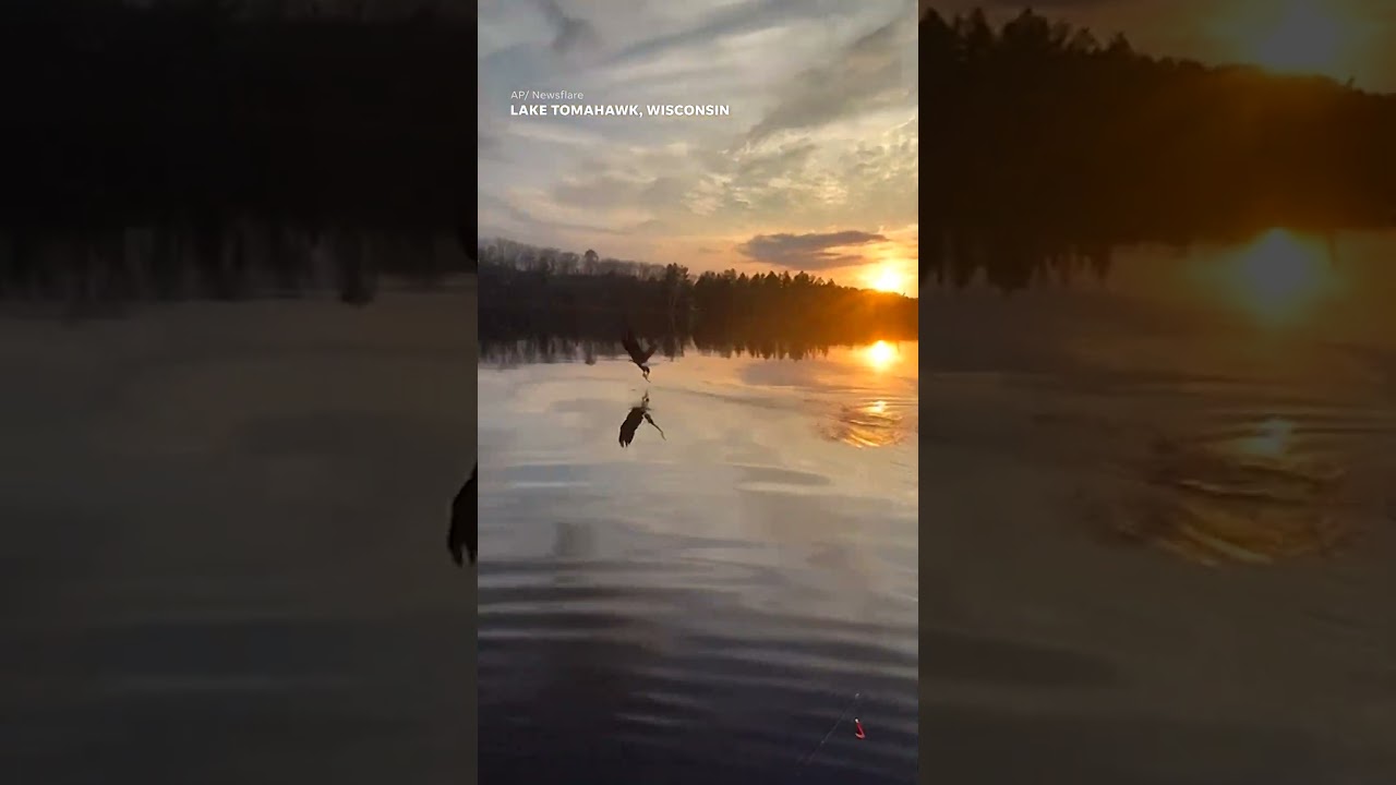 Majestic bald eagle swoops down to steal fisherman's fish #Shorts