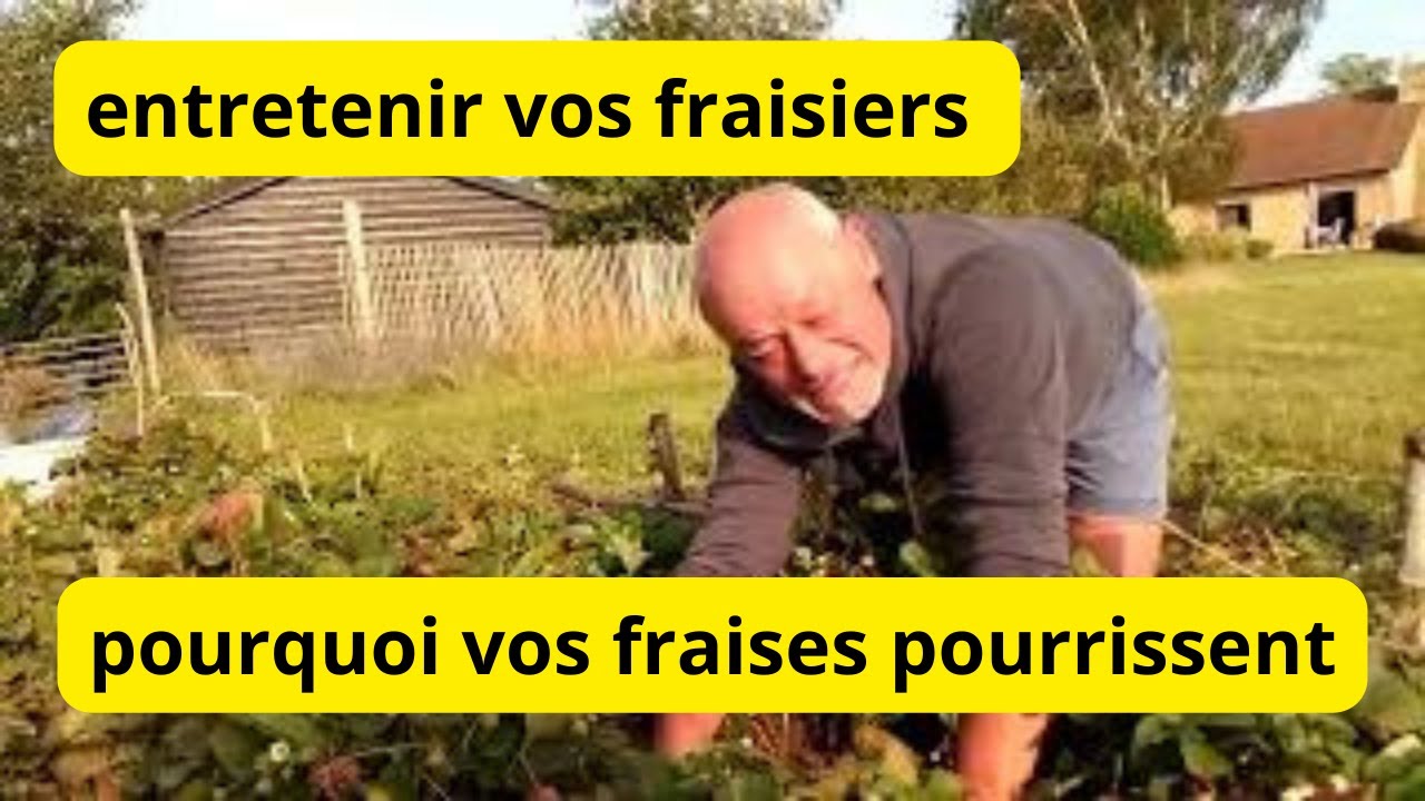Entretenir vos fraisiers : pourquoi  vos fraises pourrissent ?