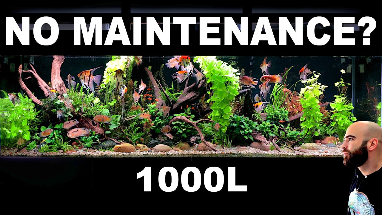 Make This Low Tech, No Co2 Planted Aquarium: All Information + Tips